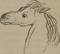 Picture 4 of 91 from Outlines of a new system of physiognomy : illustrated by numerous engravings indicating the location of the signs of the different mental faculties / by J.W. Redfield. (1849), leaf 9