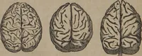 Picture 5 of 23 from The twelve qualities of mind, or, Outlines of a new system of physiognomy, no. II / by J.W. Redfield. (1850), leaf 20