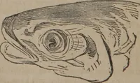 Picture 6 of 23 from The twelve qualities of mind, or, Outlines of a new system of physiognomy, no. II / by J.W. Redfield. (1850), leaf 24