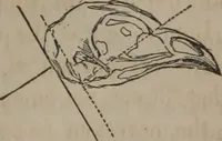 Picture 7 of 23 from The twelve qualities of mind, or, Outlines of a new system of physiognomy, no. II / by J.W. Redfield. (1850), leaf 25