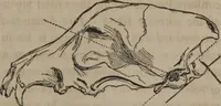 Picture 9 of 23 from The twelve qualities of mind, or, Outlines of a new system of physiognomy, no. II / by J.W. Redfield. (1850), leaf 27