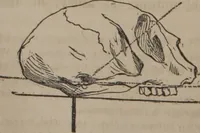 Picture 11 of 23 from The twelve qualities of mind, or, Outlines of a new system of physiognomy, no. II / by J.W. Redfield. (1850), leaf 28