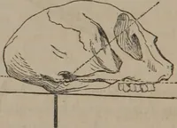 Picture 14 of 23 from The twelve qualities of mind, or, Outlines of a new system of physiognomy, no. II / by J.W. Redfield. (1850), leaf 32