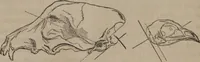 Picture 15 of 23 from The twelve qualities of mind, or, Outlines of a new system of physiognomy, no. II / by J.W. Redfield. (1850), leaf 32