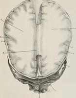 An illustration from An examination of phrenology : in two lectures : delivered to the students of the Columbian College, District of Columbia, February, 1837 / by Thomas Sewall. (1837)