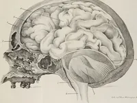 An illustration from An examination of phrenology : in two lectures : delivered to the students of the Columbian College, District of Columbia, February, 1837 / by Thomas Sewall. (1837)