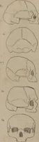 An illustration from Synopsis of phrenology : directed chiefly to the exhibition of the utility and application of the science to the advancement of social happiness / by Joshua Toulmin Smith. (1838)