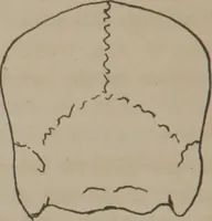 An illustration from Synopsis of phrenology : directed chiefly to the exhibition of the utility and application of the science to the advancement of social happiness / by Joshua Toulmin Smith. (1838)