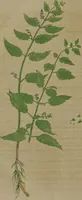 An illustration from A history of the introduction and use of Scutellaria lateriflora (scullcap,) as a remedy for preventing and curing hydrophobia : occasioned by the the bite of rabid animals ; with cases ; accompanied with a plate of the plant / by Lyman Spalding, M.D. : read before the New-York Historical Society, September 14, 1819. (1819)