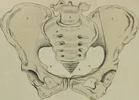 Picture 3 of 7 from Obstetric tables : comprising graphic illustrations, with descriptions and practical remarks : exhibiting on dissected plates many important subjects in midwifery / by G. Spratt. (1848), leaf 72