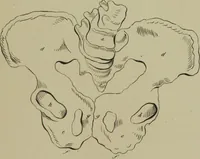 An illustration from Obstetric tables : comprising graphic illustrations, with descriptions and practical remarks : exhibiting on dissected plates many important subjects in midwifery / by G. Spratt. (1848)