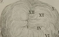 Picture 3 of 3 from Phrenology, or, The doctrine of the mental phenomena / by J.G. Spurzheim. (1846), leaf 573
