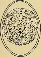Picture 23 of 135 from Diagnostic methods, chemical, bacteriological and microscopical : a text-book for students and practitioners / by Ralph W. Webster ; with 37 colored plates and 164 other illustrations. (1909), leaf 177
