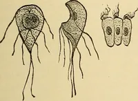 Picture 26 of 135 from Diagnostic methods, chemical, bacteriological and microscopical : a text-book for students and practitioners / by Ralph W. Webster ; with 37 colored plates and 164 other illustrations. (1909), leaf 179