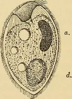 An illustration from Diagnostic methods, chemical, bacteriological and microscopical : a text-book for students and practitioners / by Ralph W. Webster ; with 37 colored plates and 164 other illustrations. (1909)