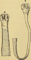 An illustration from Diagnostic methods, chemical, bacteriological and microscopical : a text-book for students and practitioners / by Ralph W. Webster ; with 37 colored plates and 164 other illustrations. (1909)