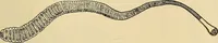 An illustration from Diagnostic methods, chemical, bacteriological and microscopical : a text-book for students and practitioners / by Ralph W. Webster ; with 37 colored plates and 164 other illustrations. (1909)