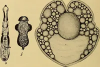 An illustration from Diagnostic methods, chemical, bacteriological and microscopical : a text-book for students and practitioners / by Ralph W. Webster ; with 37 colored plates and 164 other illustrations. (1909)