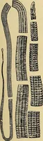 An illustration from Diagnostic methods, chemical, bacteriological and microscopical : a text-book for students and practitioners / by Ralph W. Webster ; with 37 colored plates and 164 other illustrations. (1909)