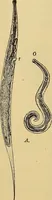 Picture 35 of 135 from Diagnostic methods, chemical, bacteriological and microscopical : a text-book for students and practitioners / by Ralph W. Webster ; with 37 colored plates and 164 other illustrations. (1909), leaf 188