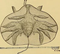 An illustration from Diagnostic methods, chemical, bacteriological and microscopical : a text-book for students and practitioners / by Ralph W. Webster ; with 37 colored plates and 164 other illustrations. (1909)