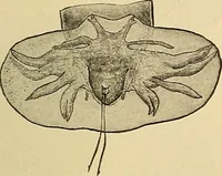 Picture 39 of 135 from Diagnostic methods, chemical, bacteriological and microscopical : a text-book for students and practitioners / by Ralph W. Webster ; with 37 colored plates and 164 other illustrations. (1909), leaf 193