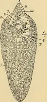 Picture 44 of 135 from Diagnostic methods, chemical, bacteriological and microscopical : a text-book for students and practitioners / by Ralph W. Webster ; with 37 colored plates and 164 other illustrations. (1909), leaf 199