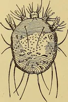 An illustration from Diagnostic methods, chemical, bacteriological and microscopical : a text-book for students and practitioners / by Ralph W. Webster ; with 37 colored plates and 164 other illustrations. (1909)