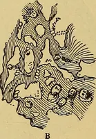 An illustration from Diagnostic methods, chemical, bacteriological and microscopical : a text-book for students and practitioners / by Ralph W. Webster ; with 37 colored plates and 164 other illustrations. (1909)
