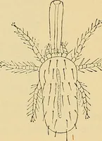 Picture 50 of 135 from Diagnostic methods, chemical, bacteriological and microscopical : a text-book for students and practitioners / by Ralph W. Webster ; with 37 colored plates and 164 other illustrations. (1909), leaf 205