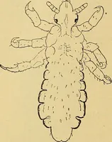 Picture 51 of 135 from Diagnostic methods, chemical, bacteriological and microscopical : a text-book for students and practitioners / by Ralph W. Webster ; with 37 colored plates and 164 other illustrations. (1909), leaf 206