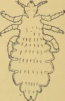 Picture 52 of 135 from Diagnostic methods, chemical, bacteriological and microscopical : a text-book for students and practitioners / by Ralph W. Webster ; with 37 colored plates and 164 other illustrations. (1909), leaf 206