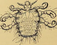 An illustration from Diagnostic methods, chemical, bacteriological and microscopical : a text-book for students and practitioners / by Ralph W. Webster ; with 37 colored plates and 164 other illustrations. (1909)