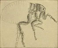 Picture 54 of 135 from Diagnostic methods, chemical, bacteriological and microscopical : a text-book for students and practitioners / by Ralph W. Webster ; with 37 colored plates and 164 other illustrations. (1909), leaf 207