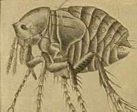 An illustration from Diagnostic methods, chemical, bacteriological and microscopical : a text-book for students and practitioners / by Ralph W. Webster ; with 37 colored plates and 164 other illustrations. (1909)