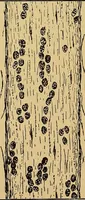 Picture 57 of 135 from Diagnostic methods, chemical, bacteriological and microscopical : a text-book for students and practitioners / by Ralph W. Webster ; with 37 colored plates and 164 other illustrations. (1909), leaf 210