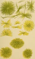 Picture 69 of 135 from Diagnostic methods, chemical, bacteriological and microscopical : a text-book for students and practitioners / by Ralph W. Webster ; with 37 colored plates and 164 other illustrations. (1909), leaf 333