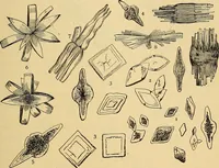 Picture 74 of 135 from Diagnostic methods, chemical, bacteriological and microscopical : a text-book for students and practitioners / by Ralph W. Webster ; with 37 colored plates and 164 other illustrations. (1909), leaf 379