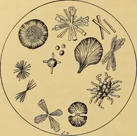 An illustration from Diagnostic methods, chemical, bacteriological and microscopical : a text-book for students and practitioners / by Ralph W. Webster ; with 37 colored plates and 164 other illustrations. (1909)