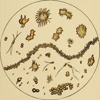 Picture 80 of 135 from Diagnostic methods, chemical, bacteriological and microscopical : a text-book for students and practitioners / by Ralph W. Webster ; with 37 colored plates and 164 other illustrations. (1909), leaf 389