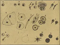 An illustration from Diagnostic methods, chemical, bacteriological and microscopical : a text-book for students and practitioners / by Ralph W. Webster ; with 37 colored plates and 164 other illustrations. (1909)