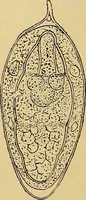 Picture 93 of 135 from Diagnostic methods, chemical, bacteriological and microscopical : a text-book for students and practitioners / by Ralph W. Webster ; with 37 colored plates and 164 other illustrations. (1909), leaf 418