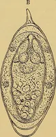 An illustration from Diagnostic methods, chemical, bacteriological and microscopical : a text-book for students and practitioners / by Ralph W. Webster ; with 37 colored plates and 164 other illustrations. (1909)