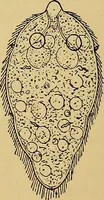 Picture 95 of 135 from Diagnostic methods, chemical, bacteriological and microscopical : a text-book for students and practitioners / by Ralph W. Webster ; with 37 colored plates and 164 other illustrations. (1909), leaf 418