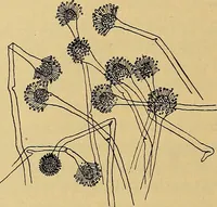 An illustration from Diagnostic methods, chemical, bacteriological and microscopical : a text-book for students and practitioners / by Ralph W. Webster ; with 37 colored plates and 164 other illustrations. (1909)