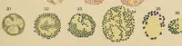 Picture 117 of 135 from Diagnostic methods, chemical, bacteriological and microscopical : a text-book for students and practitioners / by Ralph W. Webster ; with 37 colored plates and 164 other illustrations. (1909), leaf 551
