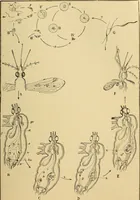 An illustration from Diagnostic methods, chemical, bacteriological and microscopical : a text-book for students and practitioners / by Ralph W. Webster ; with 37 colored plates and 164 other illustrations. (1909)