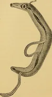 Picture 126 of 135 from Diagnostic methods, chemical, bacteriological and microscopical : a text-book for students and practitioners / by Ralph W. Webster ; with 37 colored plates and 164 other illustrations. (1909), leaf 662