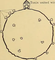 Picture 130 of 135 from Diagnostic methods, chemical, bacteriological and microscopical : a text-book for students and practitioners / by Ralph W. Webster ; with 37 colored plates and 164 other illustrations. (1909), leaf 673