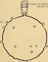 Picture 132 of 135 from Diagnostic methods, chemical, bacteriological and microscopical : a text-book for students and practitioners / by Ralph W. Webster ; with 37 colored plates and 164 other illustrations. (1909), leaf 675